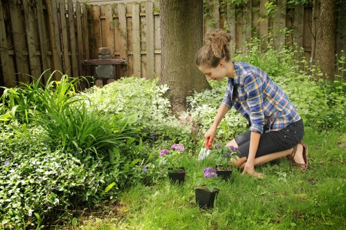Professional hedge cutting work in Peckham