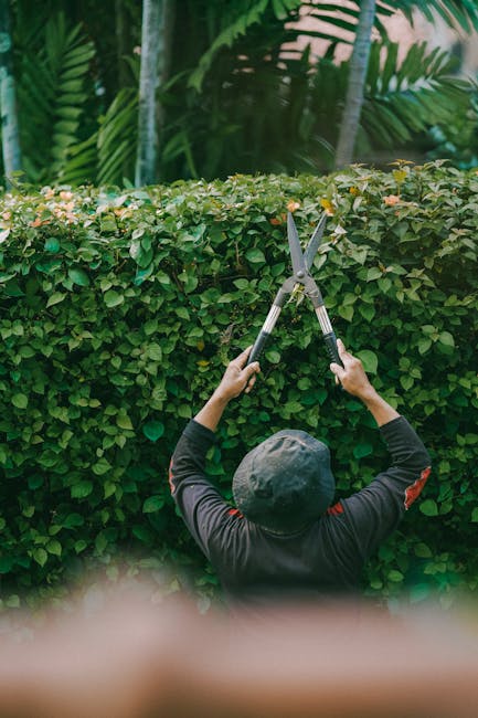 A person wearing a dark long-sleeved shirt and a black cap is trimming a dense, well-maintained hedge using a pair of large pruning shears. The hedge, which forms part of a neatly landscaped garden, f