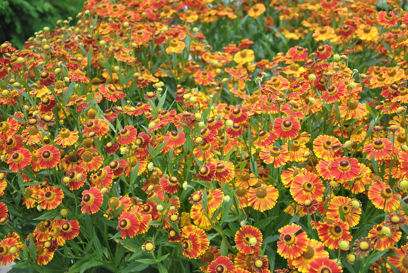 Garden yard